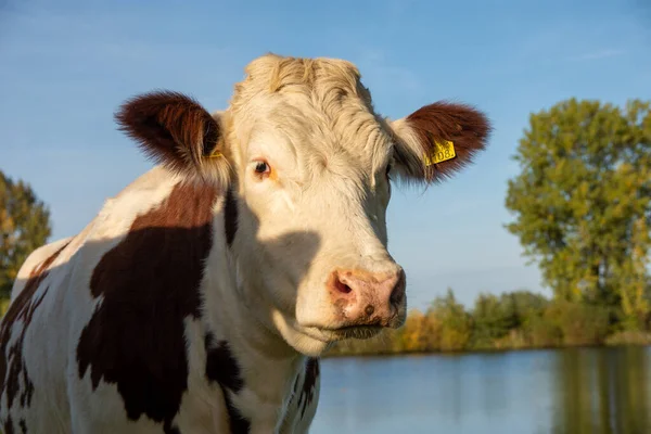 Профіль Фото Красивої Голландської Біло Коричневої Корови Біля Річки Сонячний — стокове фото