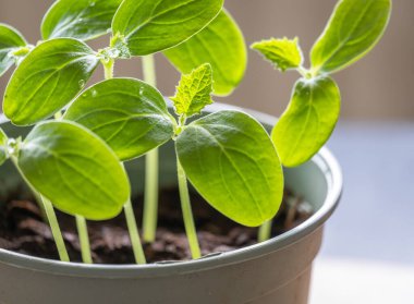 Salatalık tohumları bir tencerede büyüyor, seçici bir odak noktası.