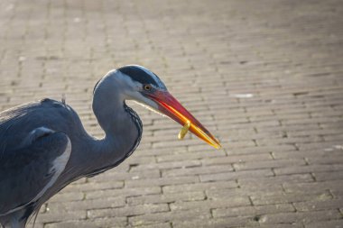 Grey Heron Hollanda caddesinde patates kızartması yiyor.
