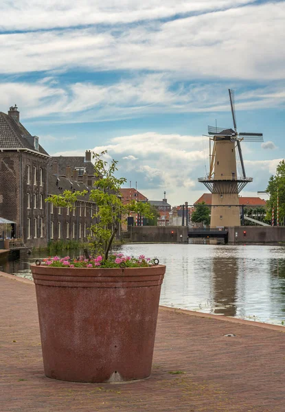 Historical Dutch Windmill City Schiedam Big Decorative Pot Flowers Foreground — Stok fotoğraf