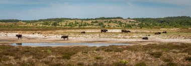 Hollanda 'nın Schoorl kasabasında otlayan sığırların olduğu kum tepeleri manzarası.
