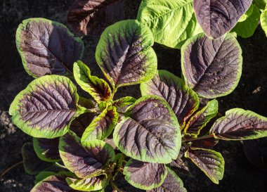 Amaranth plant, also called as chinese spinach