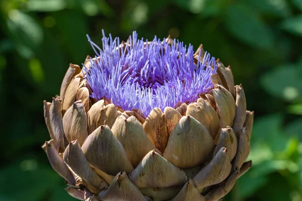 Close Purple Artichoke Flower Green Background — Stock Photo, Image