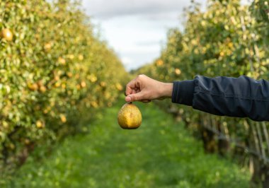 Organik armut bahçesinin arka planında taze, olgun bir armut var. Seçici bir odak noktası.