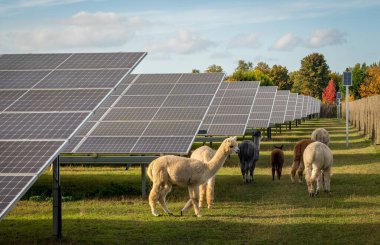 Hollanda 'da hayvanlarla dolu büyük bir güneş paneli parkı