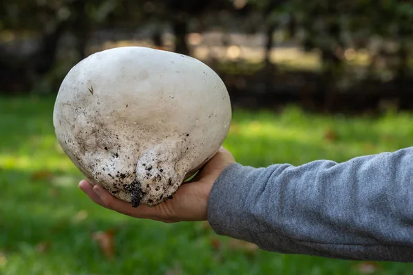 Calvatia Gigantea Commonly Known Giant Puffball Mushroom Displayed Hand Selective — Stock Photo, Image