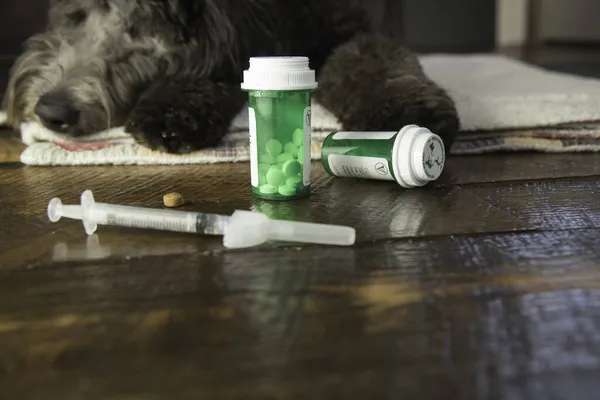 Green bottles with medicines for animals with a soft focus dog laying on a blanket in the background.