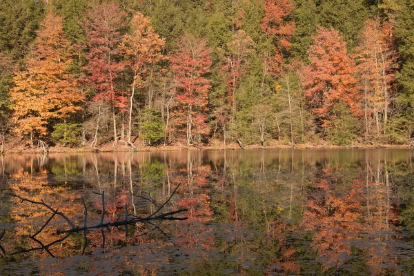 Reflet Feuillage Automne Coloré Conifères Dans Lac Montagne Par Une — Photo