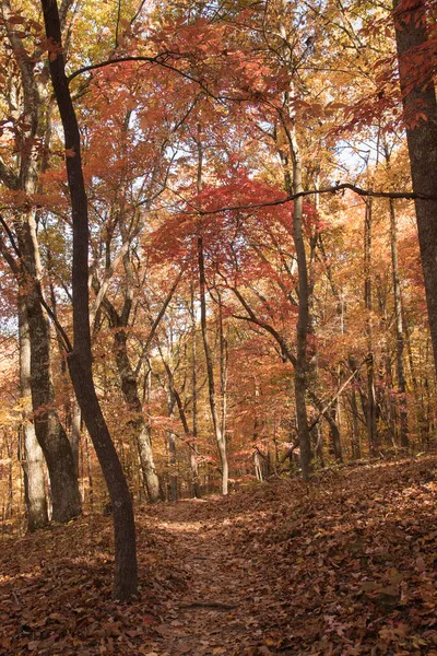 Trail Door Een Kleurrijk Rood Oranje Geel Herfstbos — Stockfoto