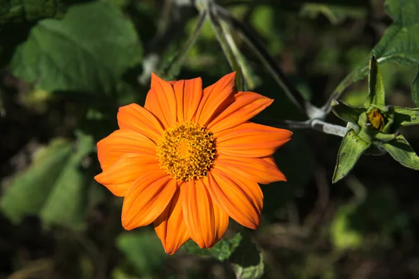 Tithonia Girasole Messicano Arancio Isolato Circondato Foglie Verdi — Foto Stock