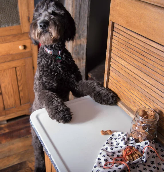 Baked dog biscuits on a cupboard and in a jar. Paw print cloth. Bundled carrot dog treats wrapped in orange twine. Soft focus black dog in background.