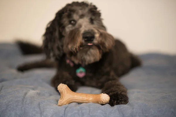 Cão Mastigar Osso Com Cão Preto Foco Suave Fundo — Fotografia de Stock