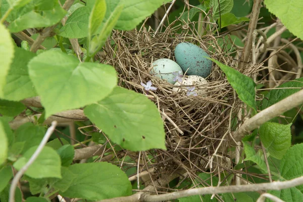 Птичье Гнездо Прижалось Кусту Гортензии Тремя Маленькими Яйцами Крапинами — стоковое фото