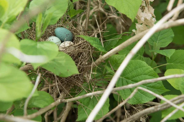 Яйца Крапинами Гнезде Обрамленном Листьями Веточками — стоковое фото