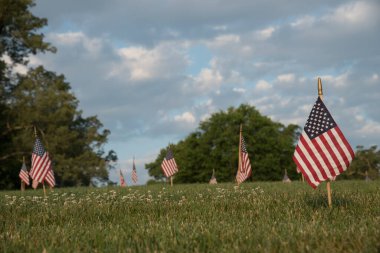 Yıldızlar ve çizgiler. Küçük bayraklarla süslenmiş çim ve yonca tarlası. Yumuşak odak arkaplanı.