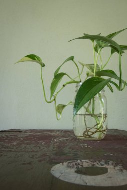 Yeşil ve beyaz çeşitli sarmaşıklar bir kavanozda kök salıyor..