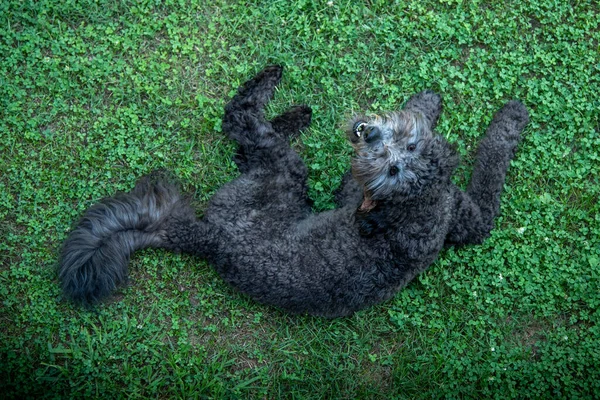 Cão Raça Mista Bonito Atrevida Deitado Trevo Olhando Para Cima — Fotografia de Stock