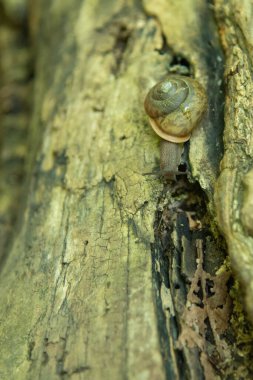 Ormanda çürüyen bir ağaç gövdesindeki salyangoz. Kahverengi bahçe salyangozu. Cornu aspersum.
