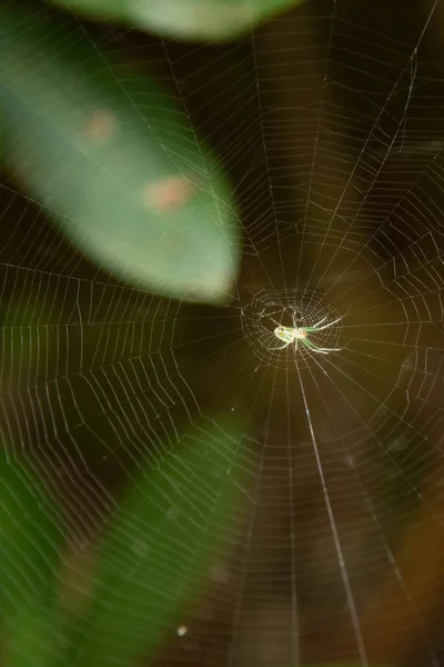 Green Spider Circular Web Orb Weaver — Stock Photo, Image