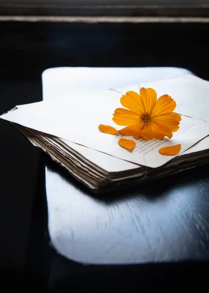 Orange Flower Old Book Back Lit — Foto de Stock