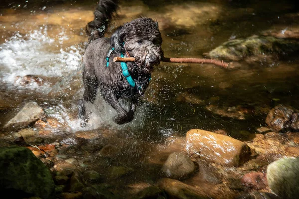 Black Goldendoodle Puppy Playing Mountain Stream Carrying Stick — Stock Photo, Image