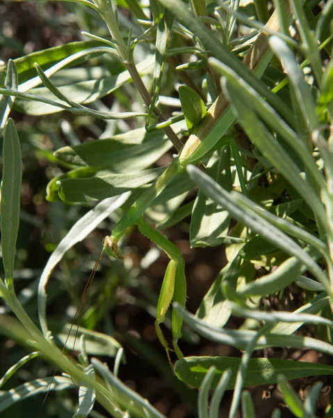 Large Praying Mantis Camouflaged Lavender Bush — Stock fotografie