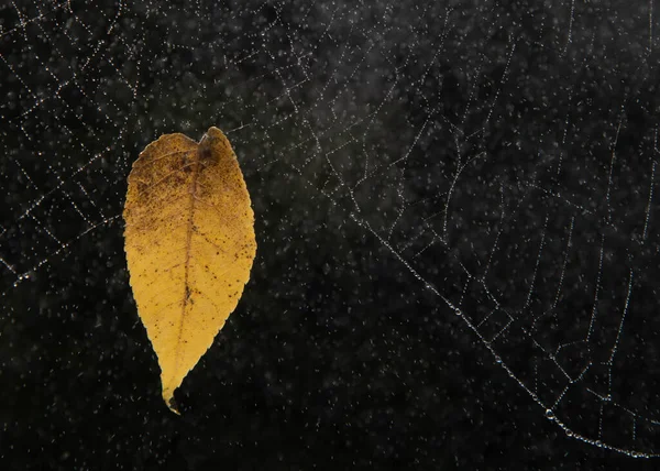 Bright Golden Yellow Leaf Suspended Spider Web Rain — Stockfoto