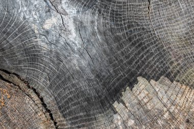 Surface of an old tree stump cut, aged. Natural background.