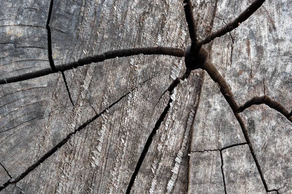 Cracked and weathered wood ring to use as a natural wood background.