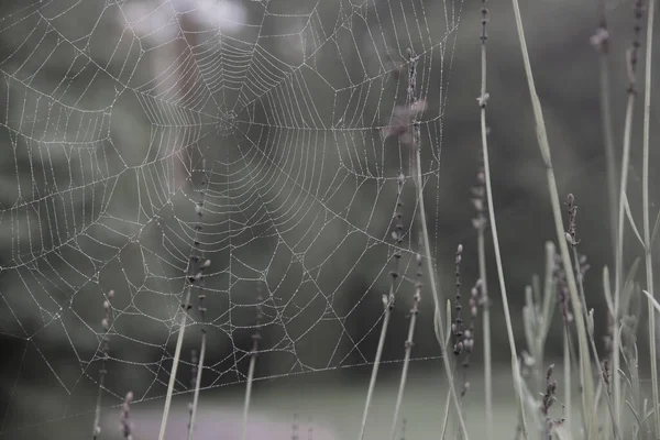 Lacey Dew Covered Spider Web Lavender Foggy Morning — Stock Photo, Image