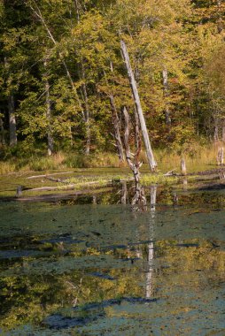 Göletteki sonbahar renklerinin yansımaları.