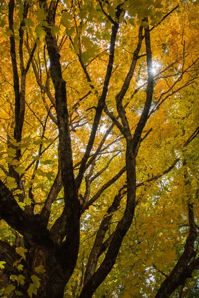 Herfst Zon Ster Door Gouden Gele Bladeren Van Een Grote — Stockfoto
