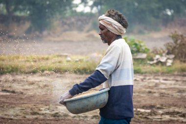 TIKAMGARH, MADHYA PRADESH, Hindistan - 14 Mayıs 2022: Çiftçi tarlada elleriyle buğday tohumu saçıyor.
