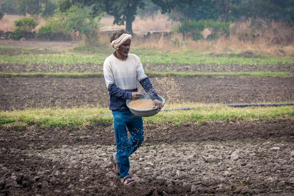 TIKAMGARH, MADHYA PRADESH, Hindistan - 14 Mayıs 2022: Çiftçi tarlada elleriyle buğday tohumu saçıyor.