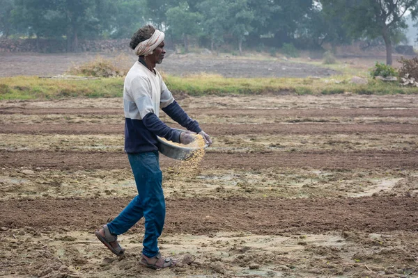 TIKAMGARH, MADHYA PRADESH, Hindistan - 14 Mayıs 2022: Çiftçi tarlada elleriyle buğday tohumu saçıyor.