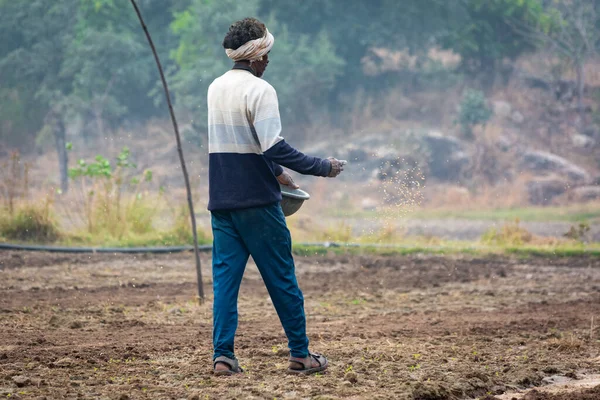 Tikamgarh Madhya Pradesh India May 2022 Farmer Spreading Wheat Seeds — Stock Photo, Image