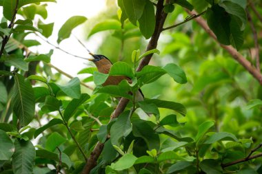 Ağaçta güzel bir kuş oturuyor.
