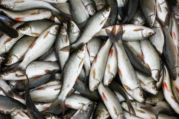 Fresh Fish Fish Market — Stock Photo, Image