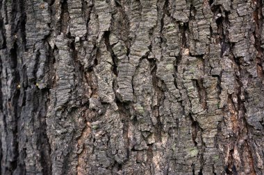 Eski Ağaç Doku Örnekleri. Ağaç kabuğu.