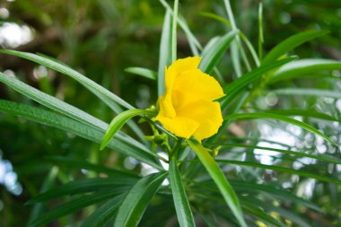 Ağaçta yeşil yapraklı sarı zakkum çiçeği