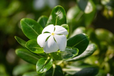 Bahçede beyaz menekşe çiçekleri açar. Kataranthus gülü