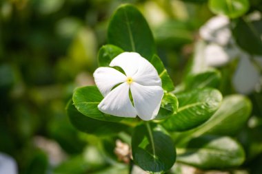Bahçede beyaz menekşe çiçekleri açar. Kataranthus gülü