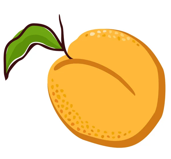 Λαμπερά Πορτοκαλί Φρούτα Κλαδιά Και Φύλλα — Διανυσματικό Αρχείο