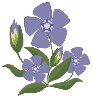 Menekşe çiçeğinin izole edilmiş vektör çizimi. Lavanta rengi olan zarif, basit bir bitki..