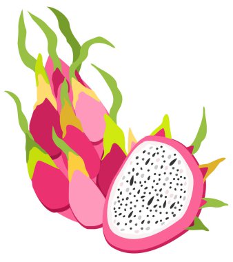 Vector bright isolated illustration of dragon fruits, whole and cutted.