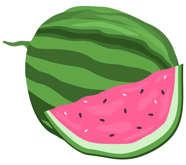 Karpuz ve bir dilim karpuzun vektör çizimi. Kemikleri olan parlak tatlı bir bitki.