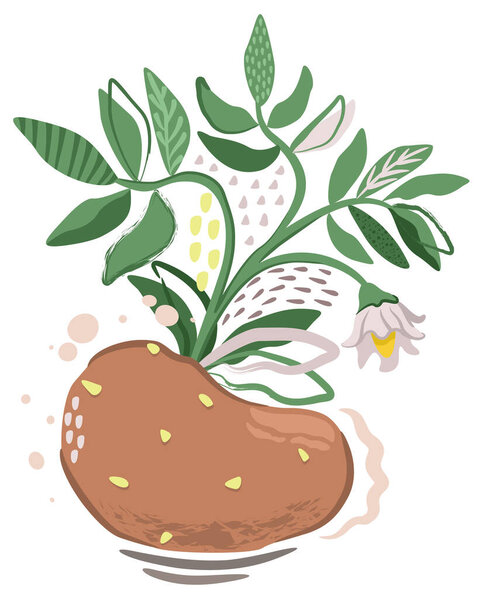 Decorative abstract illustration of potato with leaves and flowers isolated on white background.