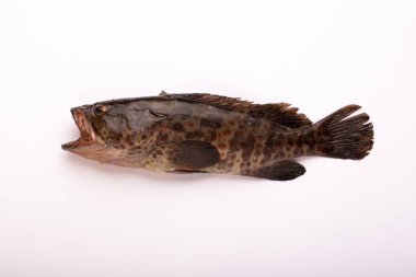 Raw Fish_Freshwater fish which is mostly found in South India