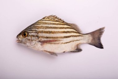 Raw Fish_Freshwater fish which is mostly found in South India