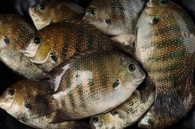 Taze çiğ Kari meen _ _ Siyah dikdörtgen masa takımında dizilmiş inci benekli balık 